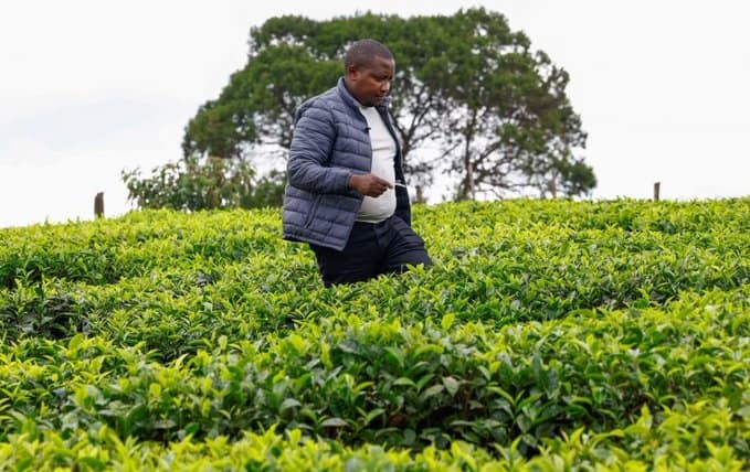 “8 Million Kg of Kenyan Tea Stranded as Shipping Disruptions Persist”