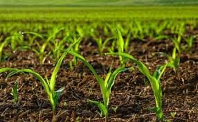 The Eastern Cape government has put aside R600-million to strengthen agriculture and improve food security.