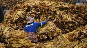 ZIMBABWE DM PROVIDES UPDATE ON TOBACCO