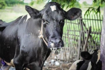 Steenhuisen Secures Foot-and-Mouth Disease Vaccine Supply in Argentina