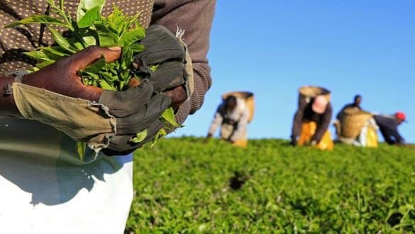 From Harare to Europe: Women Workers Drive Zimbabwe’s Fresh Produce Boom