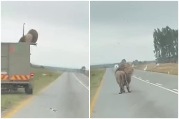 Lion Recaptured After Escaping from Transport Truck on R49