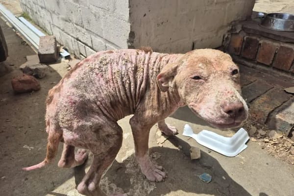 “An Attack on Compassion”: SPCA Inspector Assaulted During Strand Dog Rescue, Two Suspects Charged