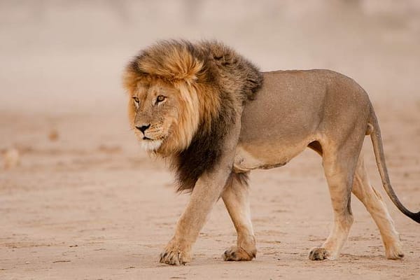 King of the Road: Lion’s Brief Taste of Freedom on South African Highway Sparks Major Investigation
