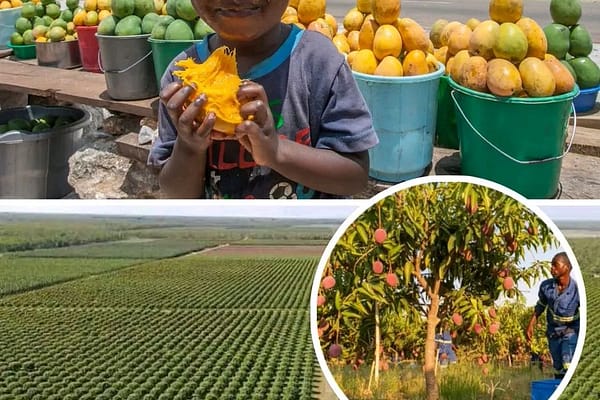 A Clash of Kingdoms: How a Mango Debate Unpeeled South Africa’s Deep-Rooted Cultural rivalries