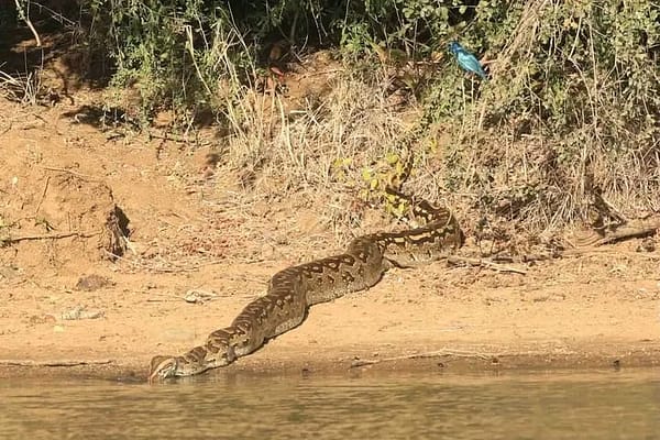 A Serpentine Giant Signals the Start of Snake Season in Limpopo