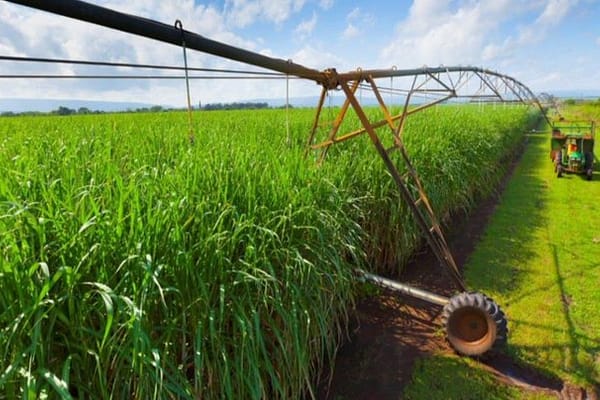 SA Canegrowers Warn: Tongaat Collapse Could Devastate 1 Million Livelihoods