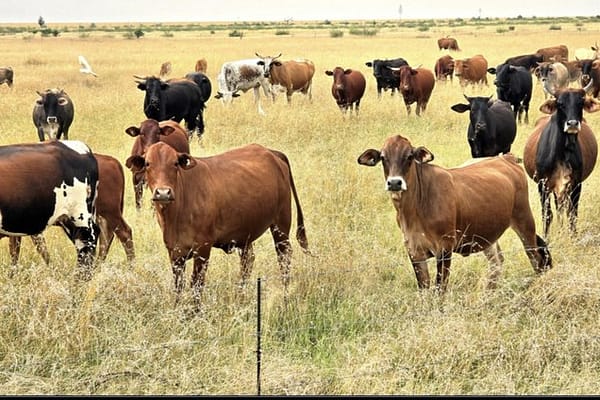 FMD Crisis Deepens: Free State Records 443 Outbreaks Across 18 Municipalities