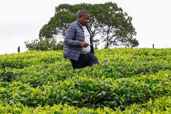 “8 Million Kg of Kenyan Tea Stranded as Shipping Disruptions Persist”